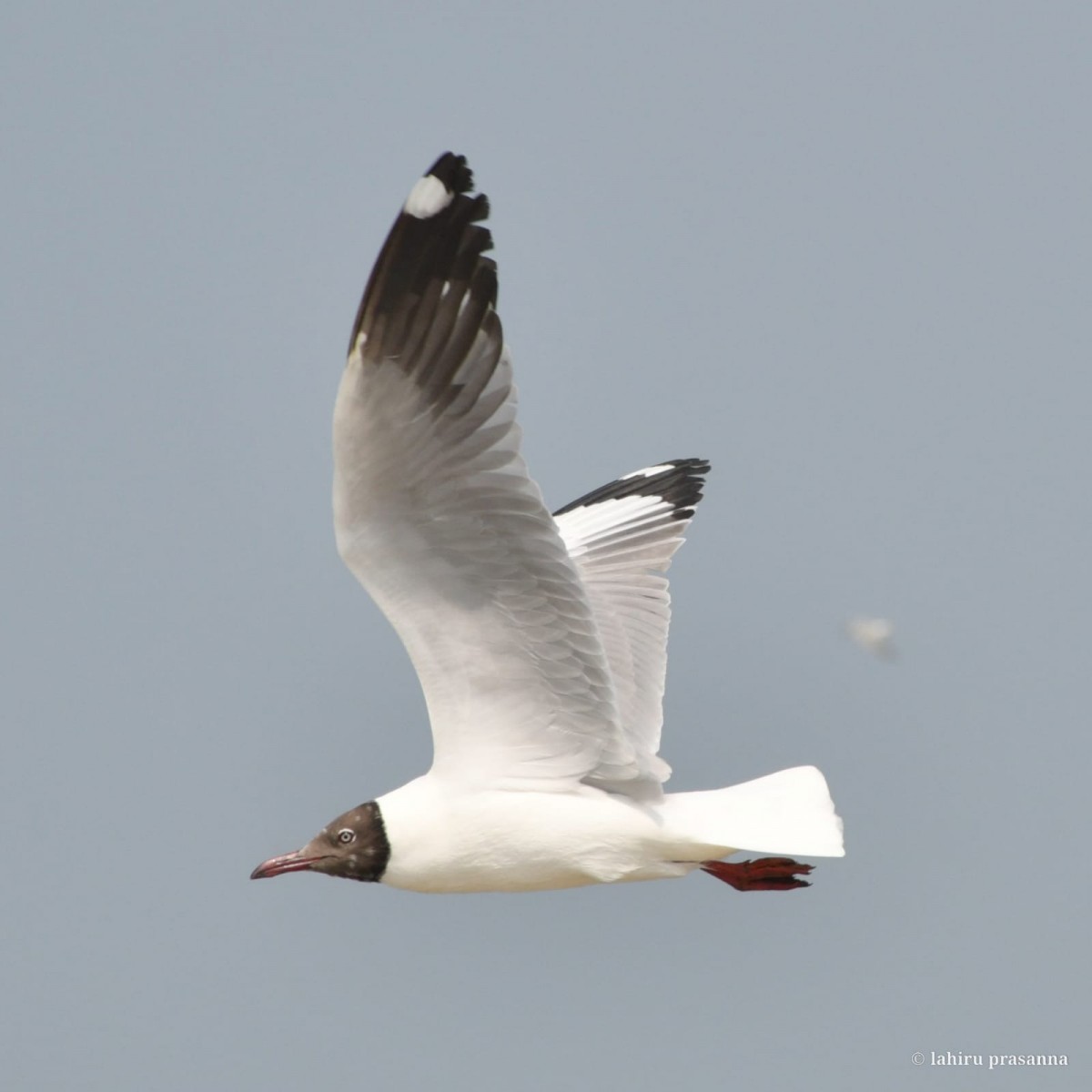 Larus brunnicephalus Jerdon, 1840